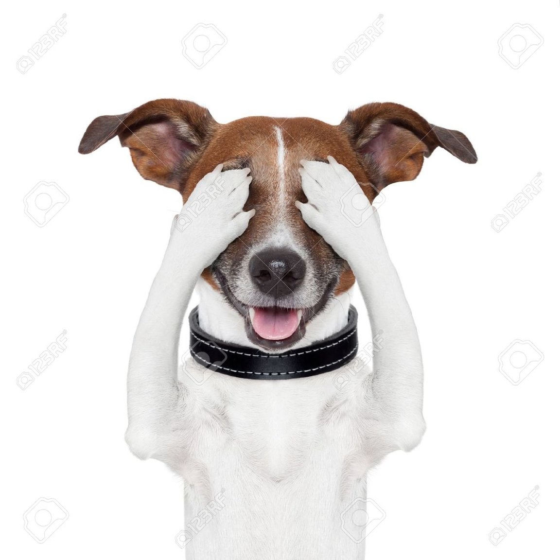 dog.jpg