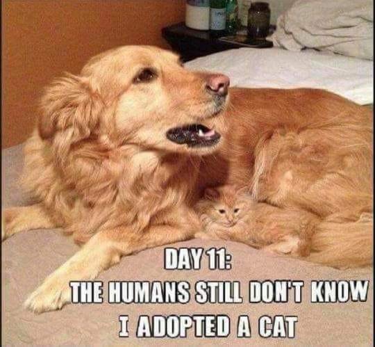1305899530_dogcat.jpg.56a8af13aba184b986e7251b3b670f05.jpg