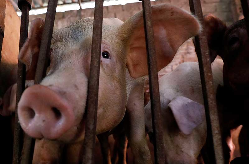 2019-09-06T110210Z_1_LYNXNPEF850YQ_RTROPTP_4_VIETNAM-SWINEFEVER.JPG
