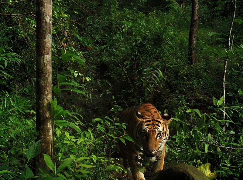 2019-09-15T084802Z_1_LYNXMPEF8E059_RTROPTP_4_THAILAND-TIGERS.JPG