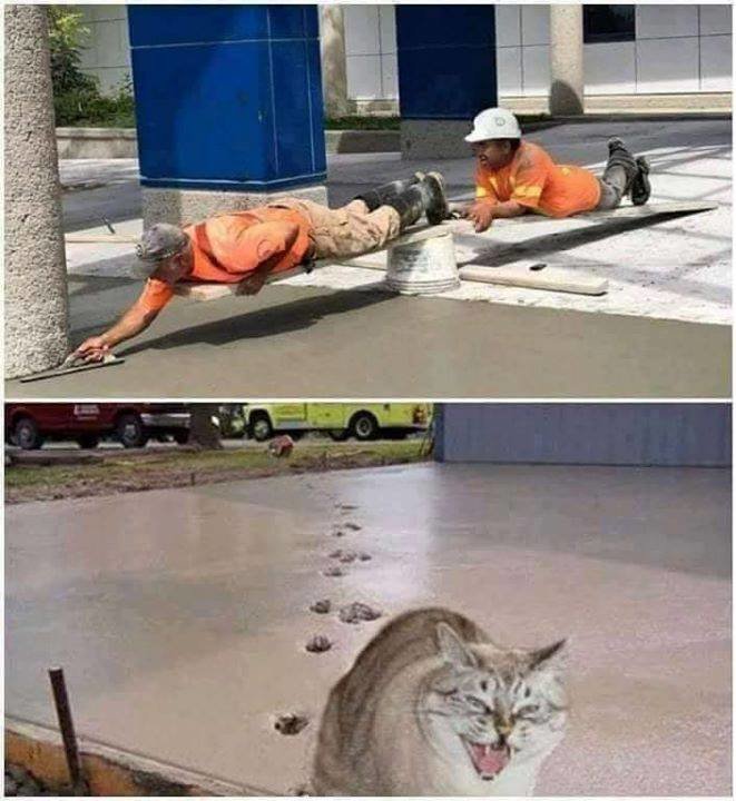628234513_catpawss.jpg.09cd3e6e210a835b784a8566a954eaf4.jpg