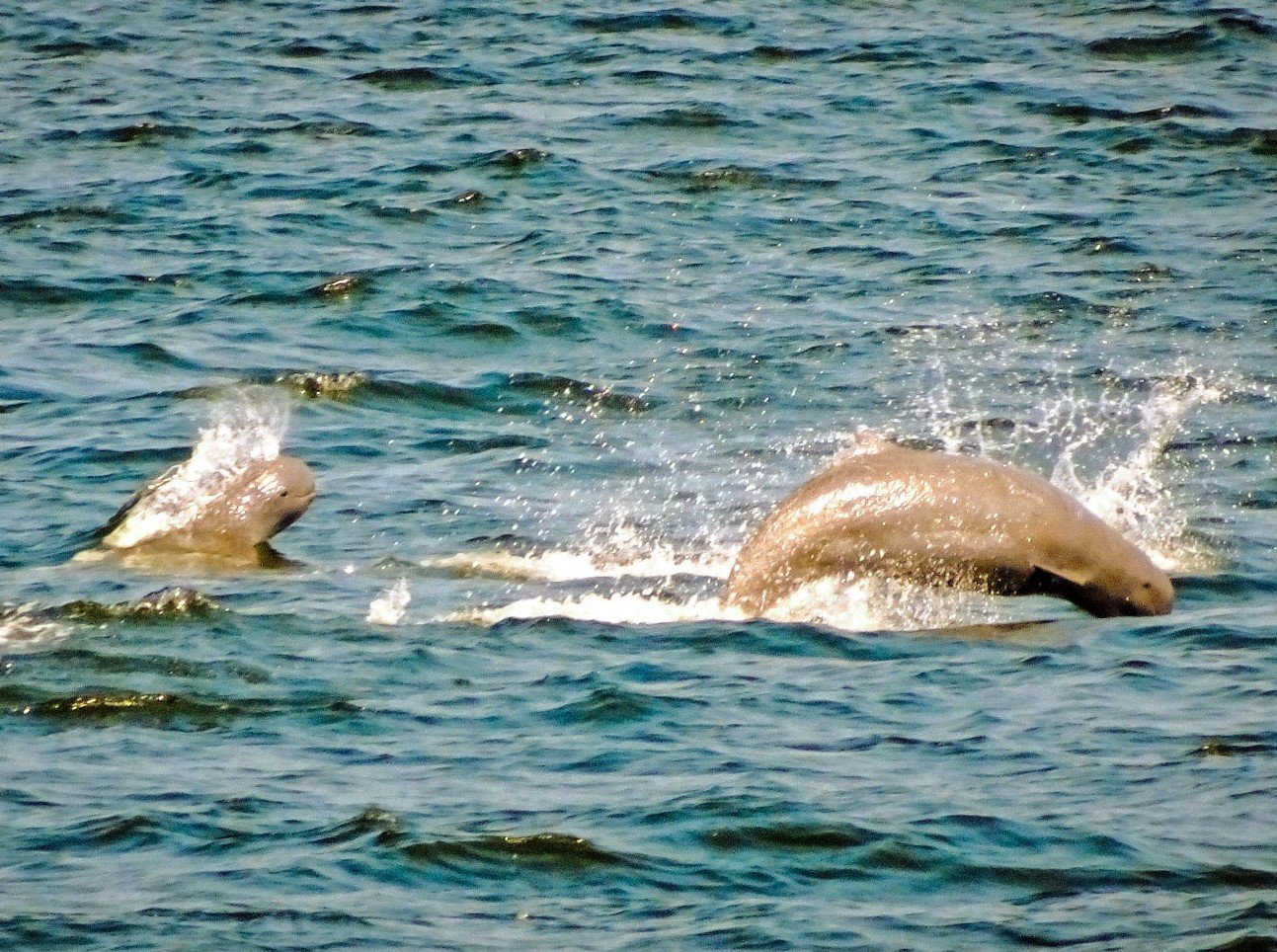 677138317_DSC05340_edited_edited1_editedbluegreen(Large)c.jpg.e3d5fdd5a49148a78d82865fd8fdc317.jpg