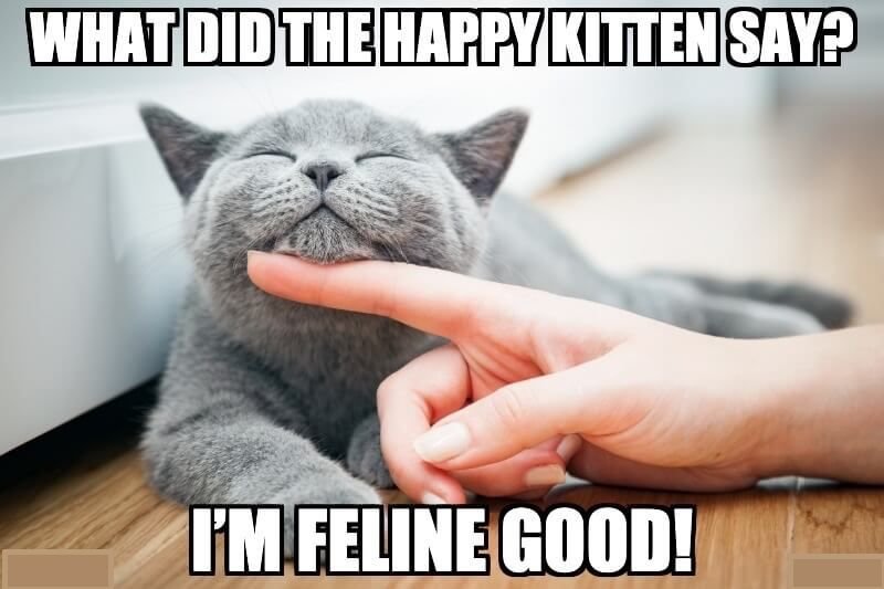 721298320_What-did-the-happy-kitten-say-Im-feline-good.jpg.d10652a77e9c979b0b784dd4b55738be.jpg