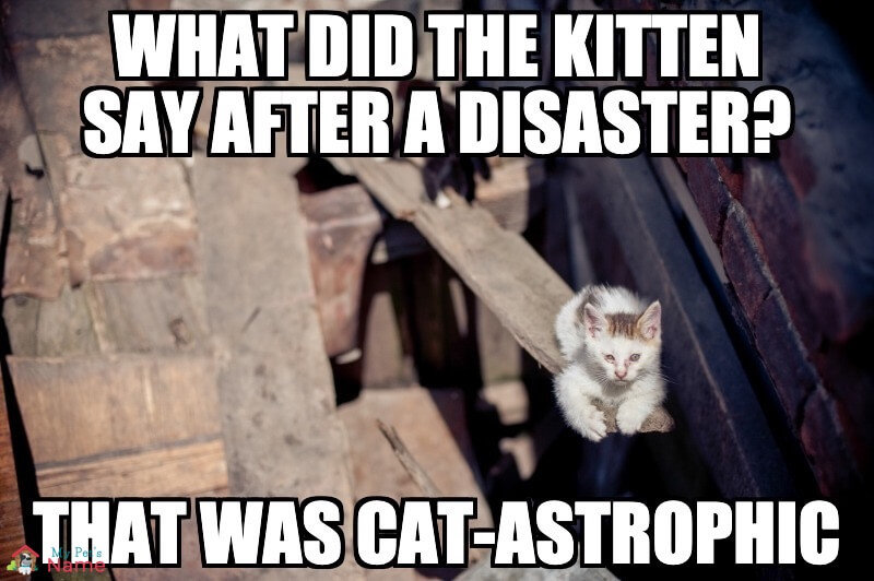 What-did-the-kitten-say-after-a-disaster-That-was-cat-astrophic-.jpg.3207194b6968ec2f77c62d7f173733d9.jpg