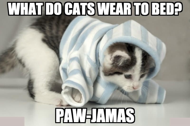 What-do-cats-wear-to-bed-Paw-jamas-.jpg.ed63b11ccddfbf8711b53484d28da839.jpg