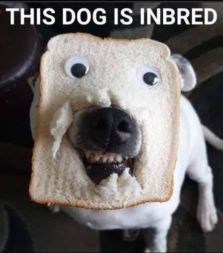 bread.jpg.f466df2299eddf08f1bb4ff17e63fb9d.jpg