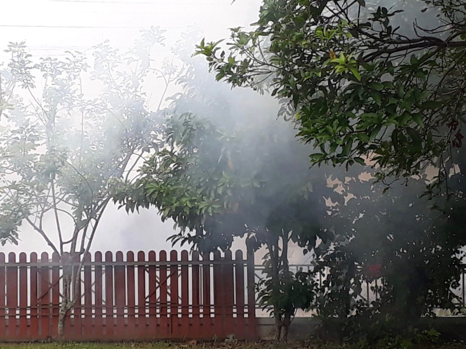 dengue.jpg