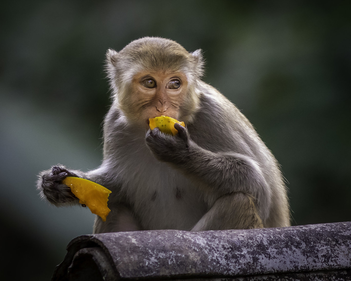 macaque.jpg