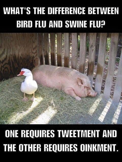 oink.jpg.0ff44409ac2f4e38c7b19921ed847cec.jpg