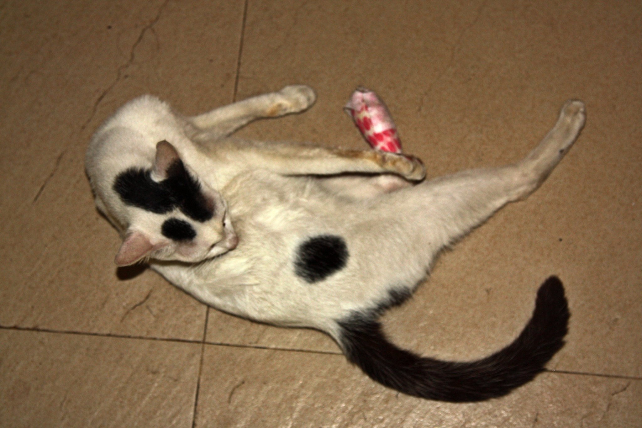 IMG_0010.JPG fs.jpg