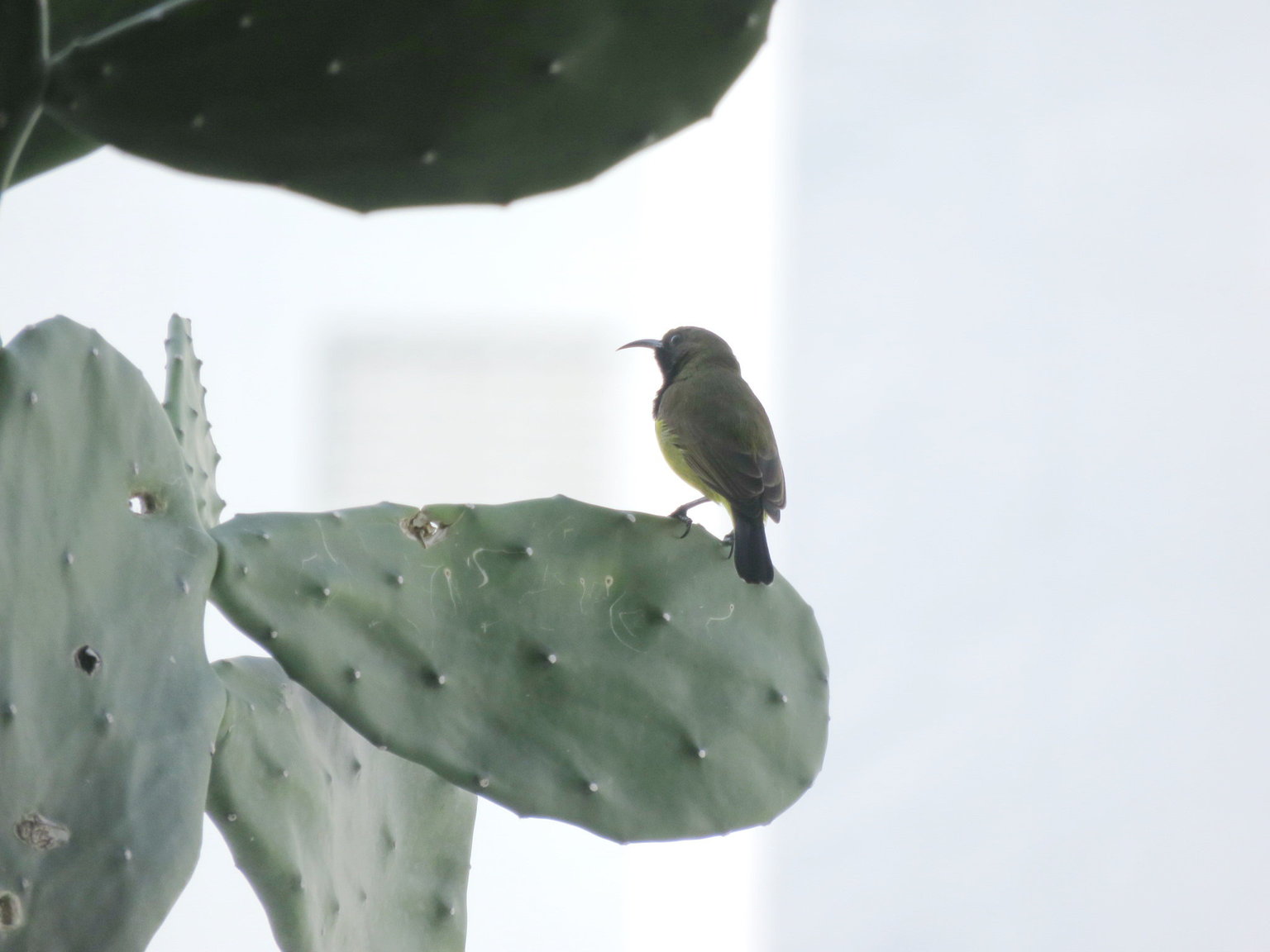Olive-Backed Sun Bird 3 Oct 2019 (2).JPG