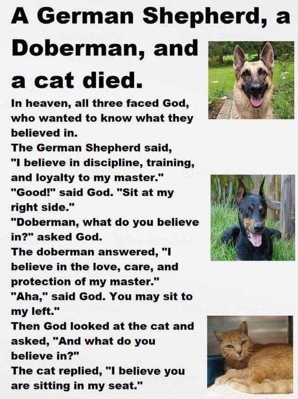 1730329957_CatsDogs2Heaven.jpg.0cd9aa77735bde937de8d4d00452d9e3.jpg