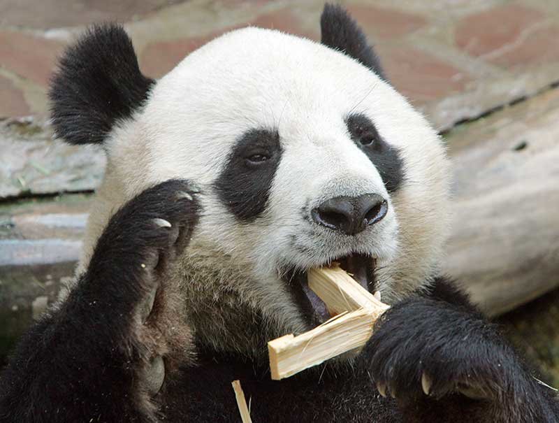 2019-10-08T151434Z_3_LYNXMPEF970WK_RTROPTP_4_THAILAND-PANDA.JPG