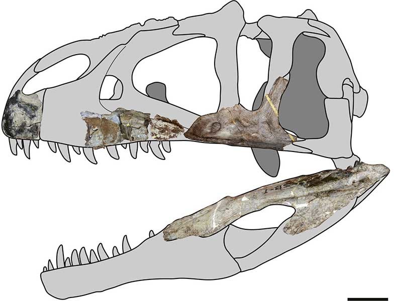 2019-10-09T232728Z_2_LYNXMPEF981UG_RTROPTP_4_SCIENCE-DINOSAUR.JPG