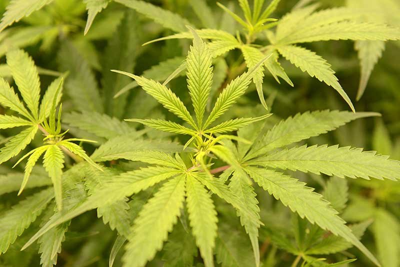 2019-10-28T223338Z_1_LYNXMPEF9R1NA_RTROPTP_4_URUGUAY-CANNABIS.JPG