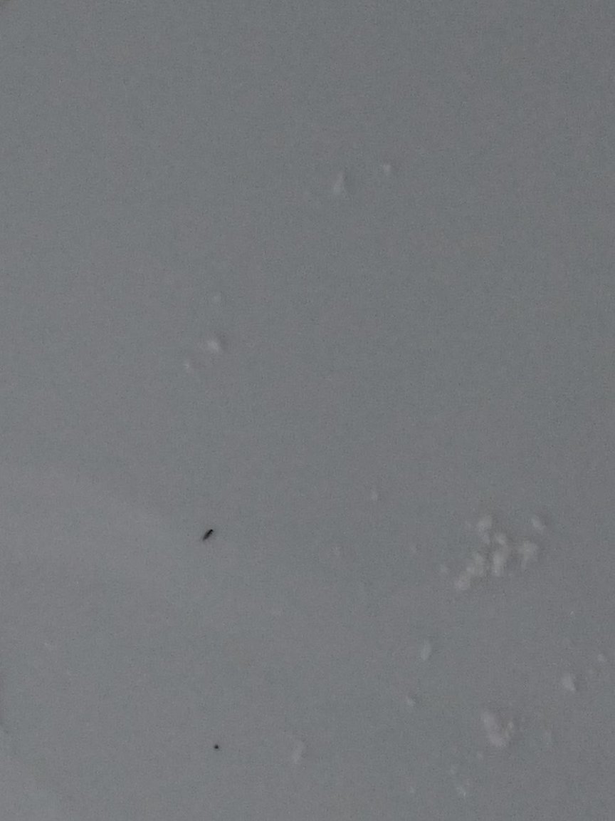 22937.thumb.jpg.de0d07cfec177113d7b862f4d79334a5.jpg