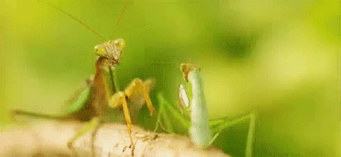 311229107_preyingmantis.gif.9dd29a47fdda7373c2186fc7bace031f.gif