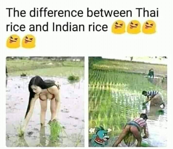 401931713_ThaiRicevsIndianRice.JPG.d2f77a566425807c7a6b96fad55bdb09.JPG