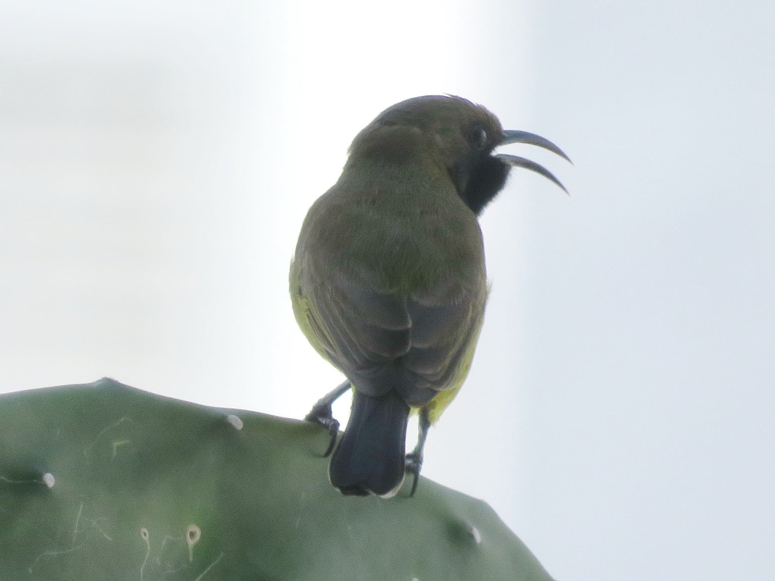 Olive-Backed Sun Bird 3 Oct 2019 (4).JPG