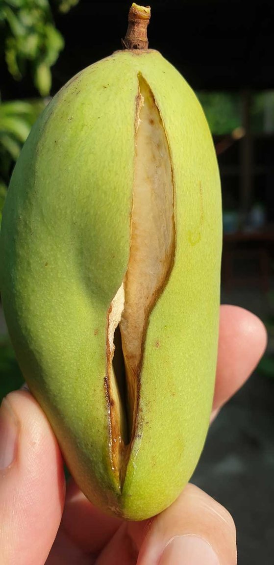 Mango-005.jpg