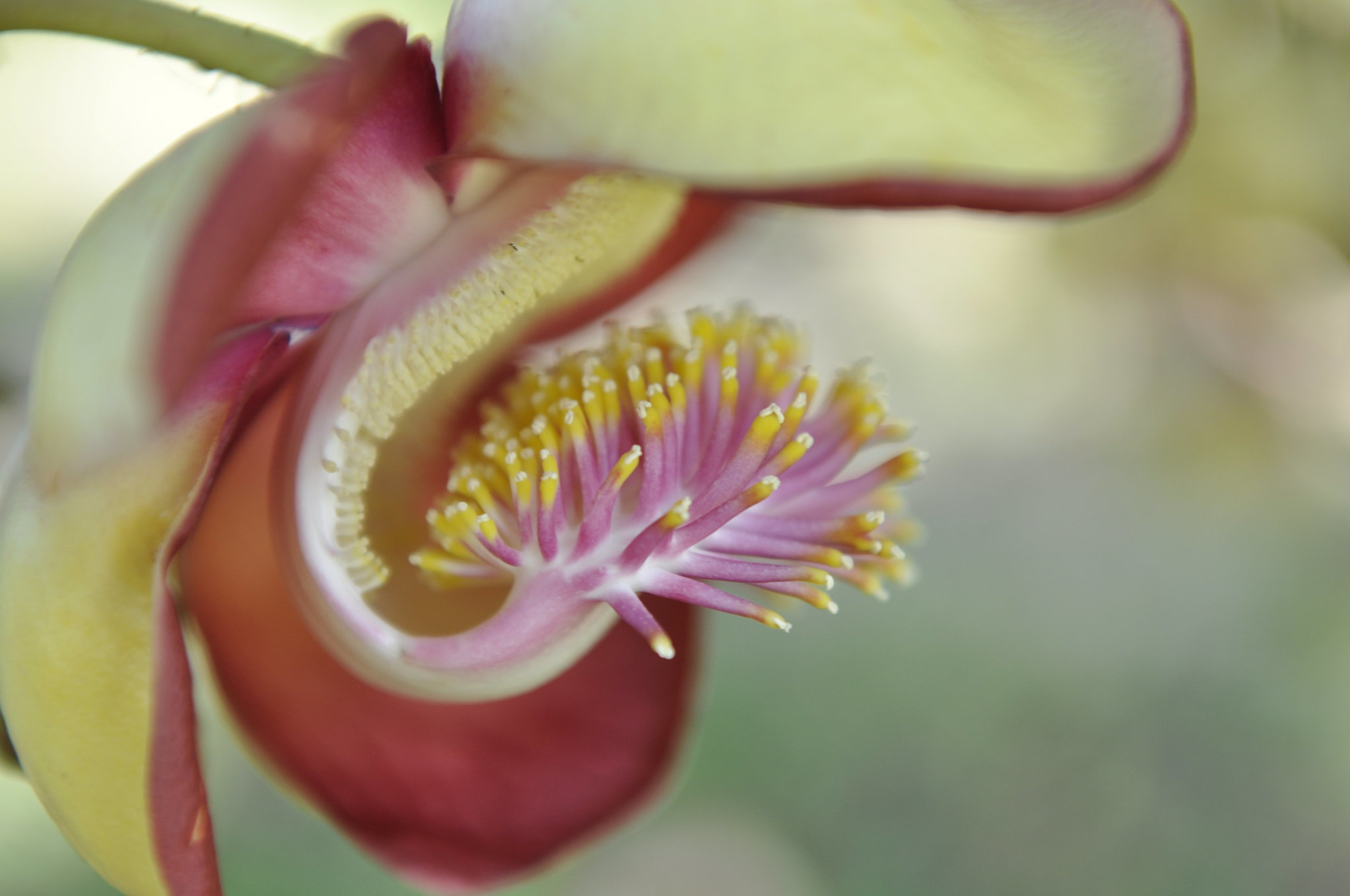 _DSC0117.thumb.JPG.f86ddf7f03d4bf9ab3d65ee89ad4f8f8.JPG