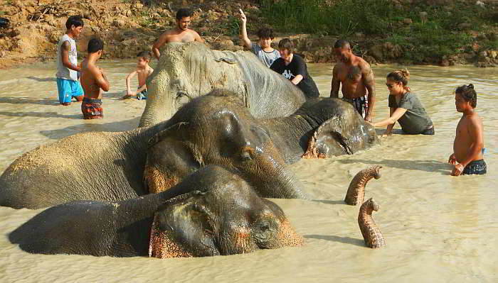 bathe-with-elephants-pattaya-thailand.jpg.70c76bdb326406ef74bc4d53fc139738.jpg