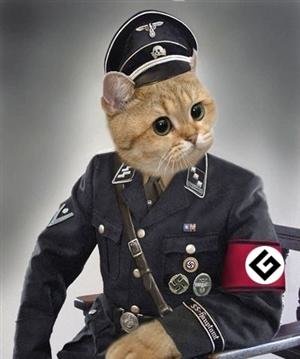 cat.jpg.3035d1c9535cec6f87c933466d0f20df.jpg