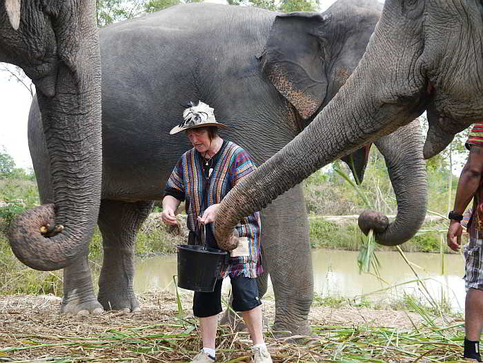 feed-elephants-pattaya.jpg.323579b47c23822fc9f884c082028c57.jpg