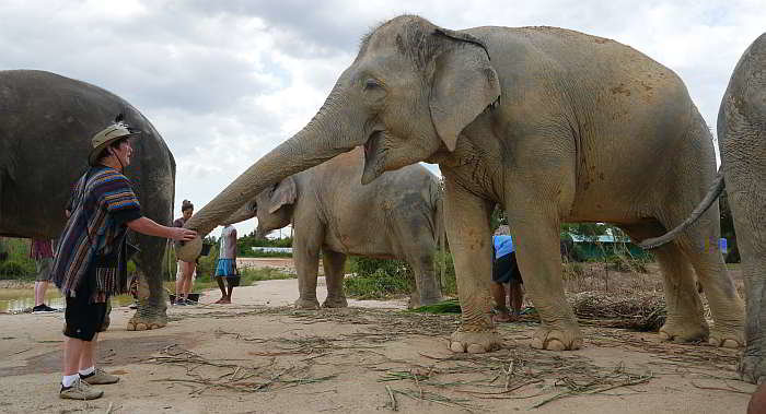 friendly-elephant-pattaya-thailand.jpg.cecf0f5b8e2dc2013900718e58f2a522.jpg