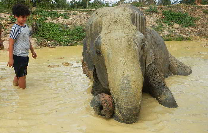 mud-bath-with-elephants-pattaya.jpg.8a7015787690e1c8ff4073679741195e.jpg