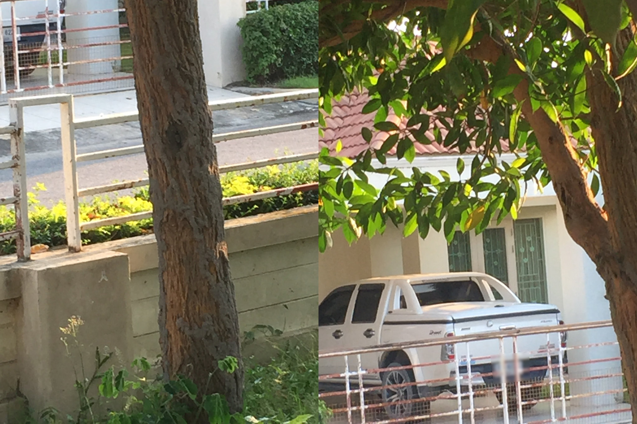 my_tree.jpg