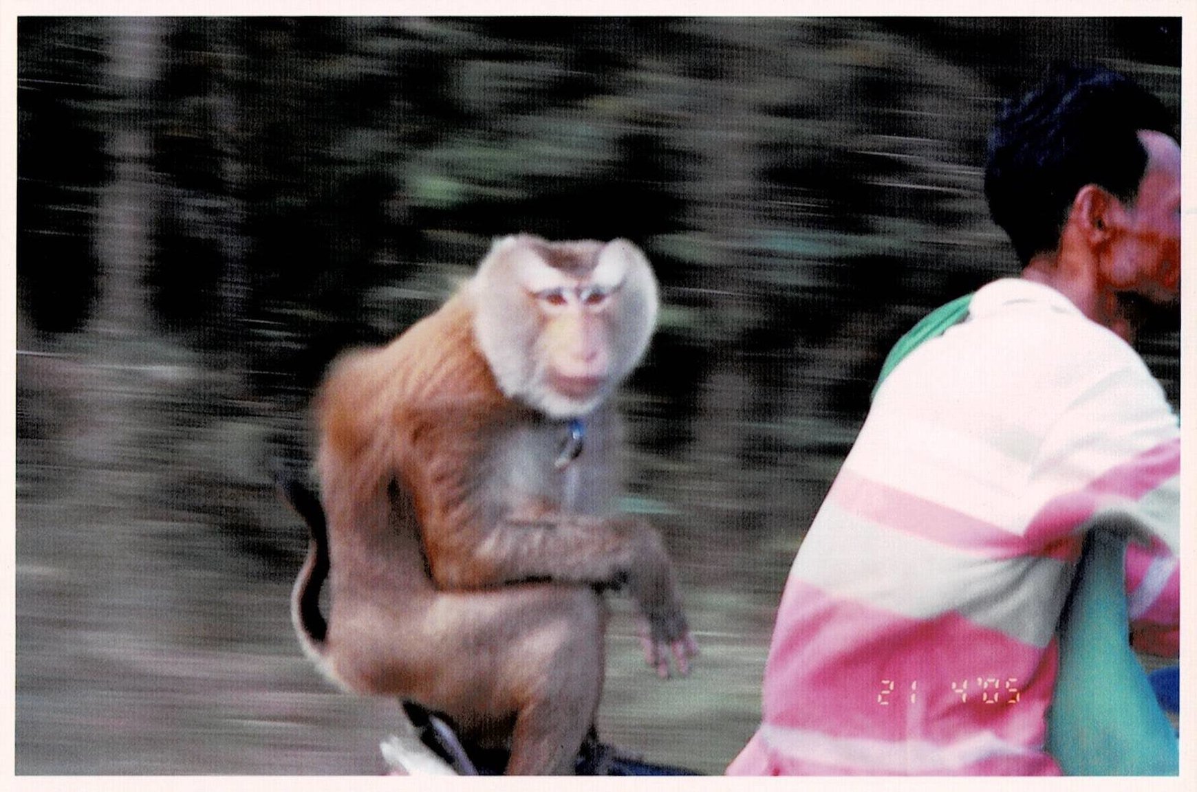 monkey on a motorbike.jpg