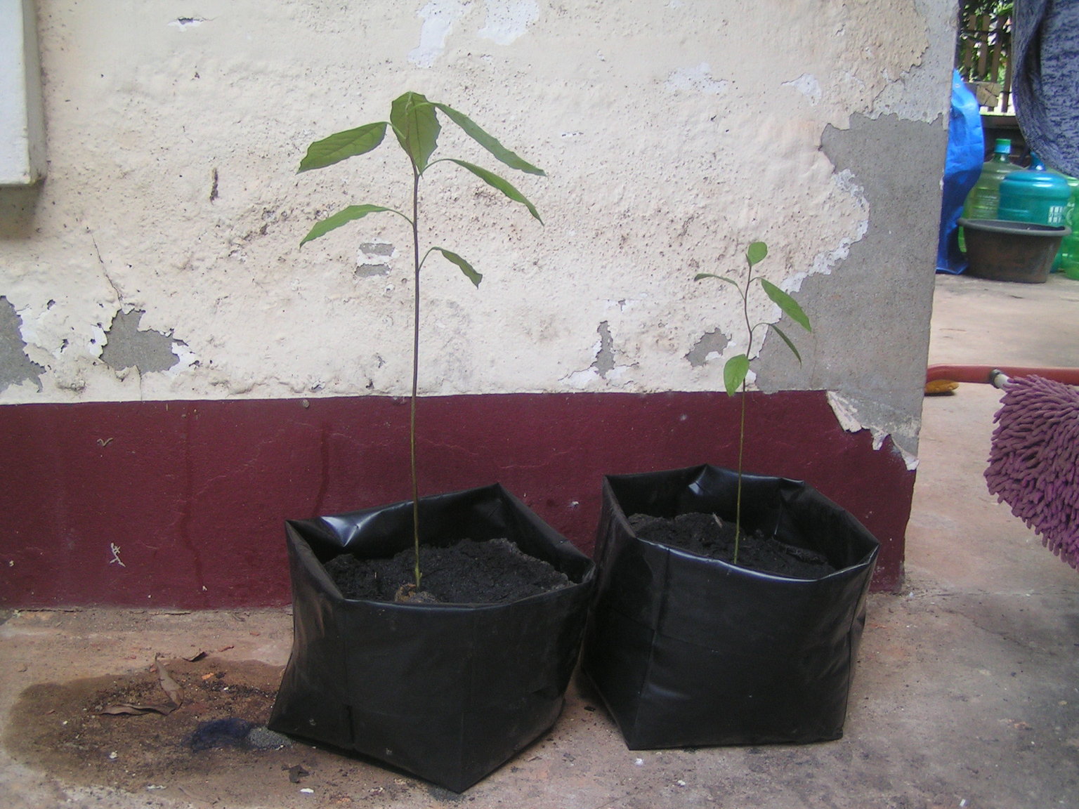 1477912523_Plantavo01.thumb.JPG.7922e11e24dbb86af0542316135968d7.JPG