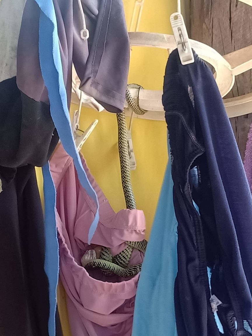 snakes 2.jpeg
