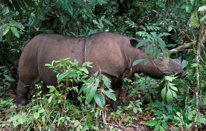 2019-11-23T170912Z_1_LYNXMPEFAM0JQ_RTROPTP_4_MALAYSIA-WILDLIFE-RHINO.JPG