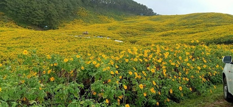 mexican sunflowers1.jpg