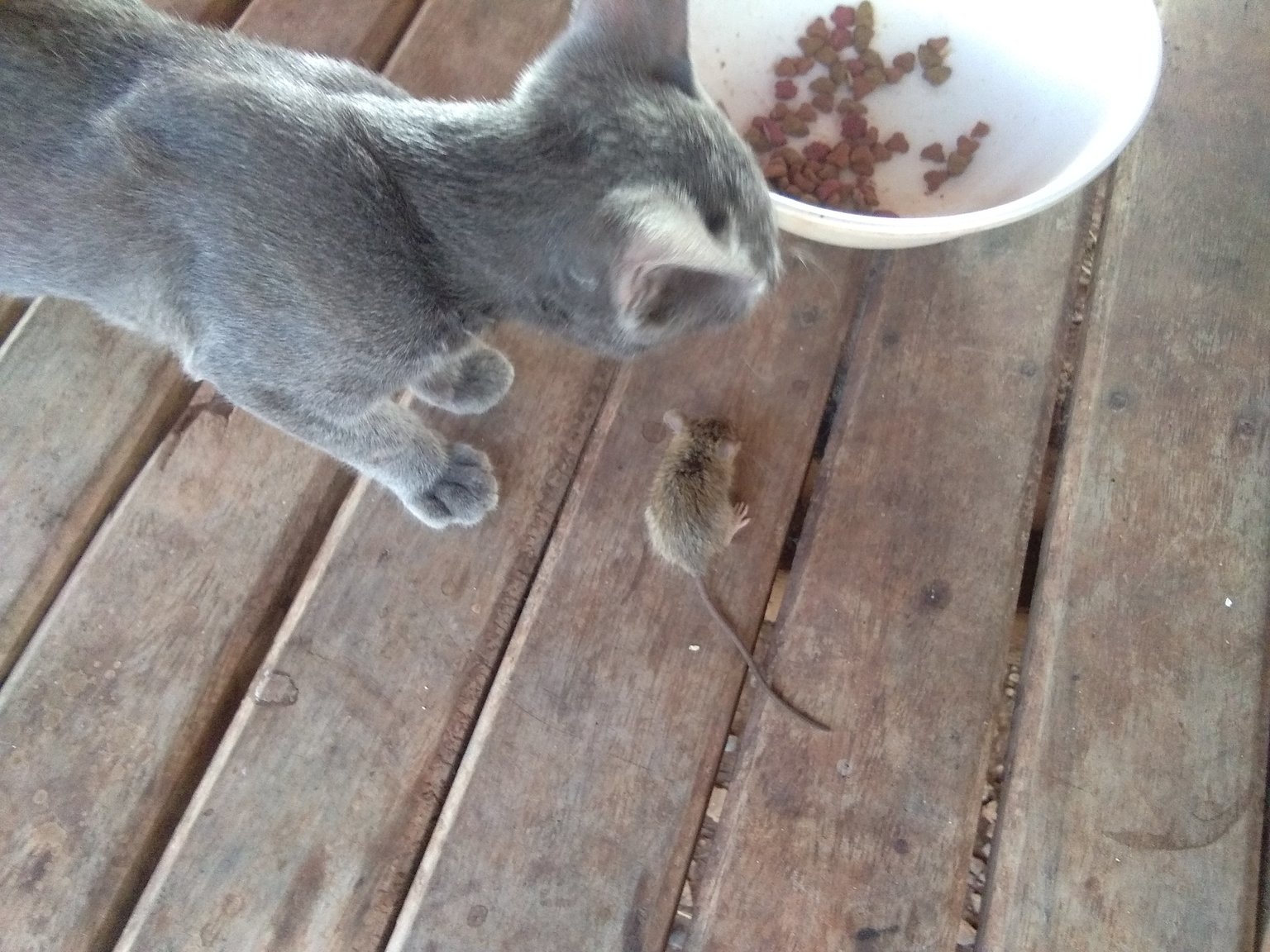 tom and jerry.jpg