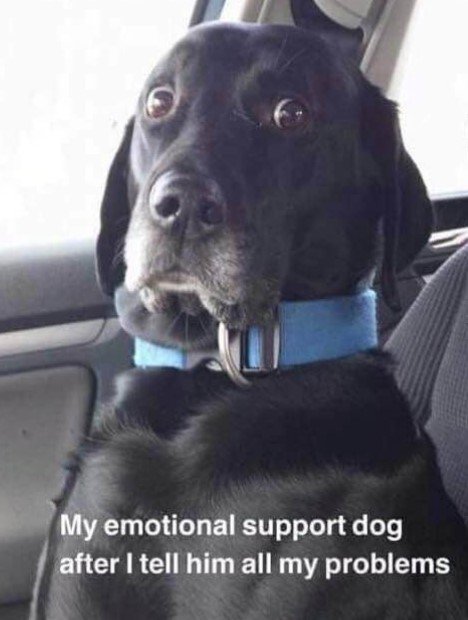 EmotionalSupportDog.jpg.835ffedb9e3c1263cd4ae1296cd06c48.jpg