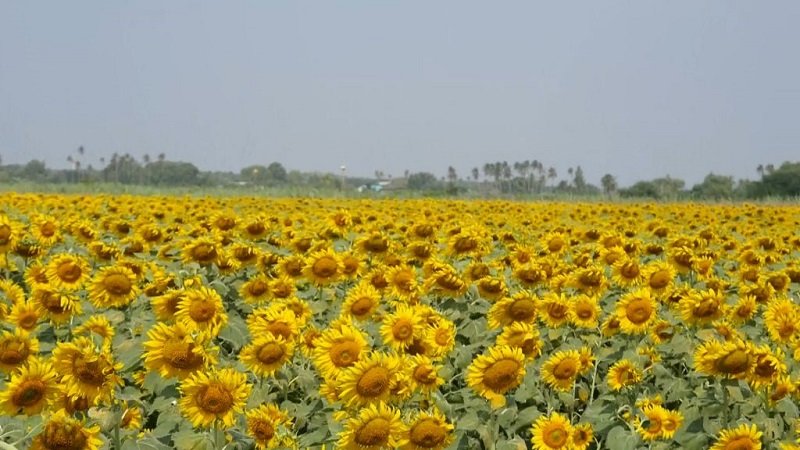 Lopburi2(1).jpg