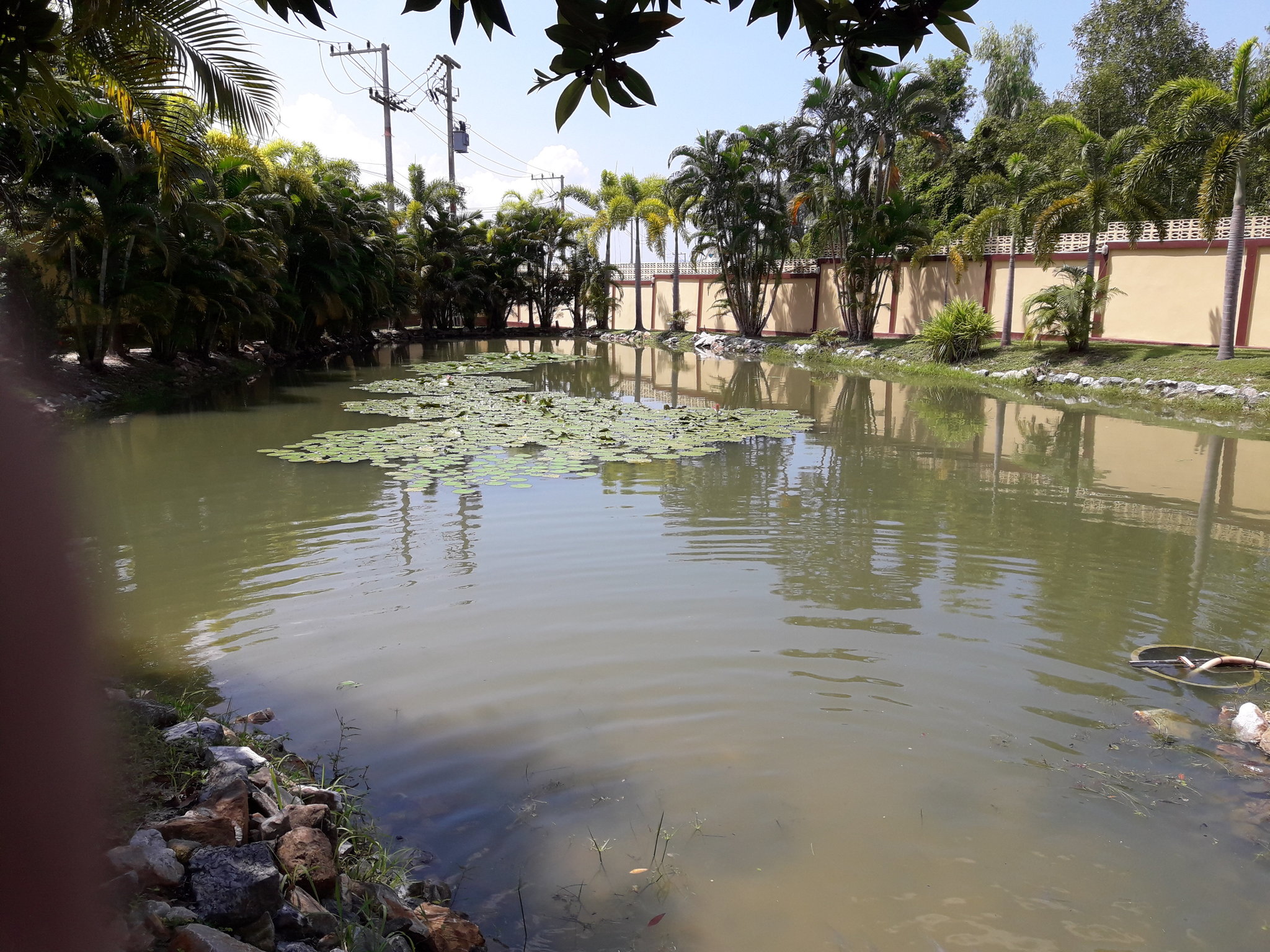 PondFull.jpg