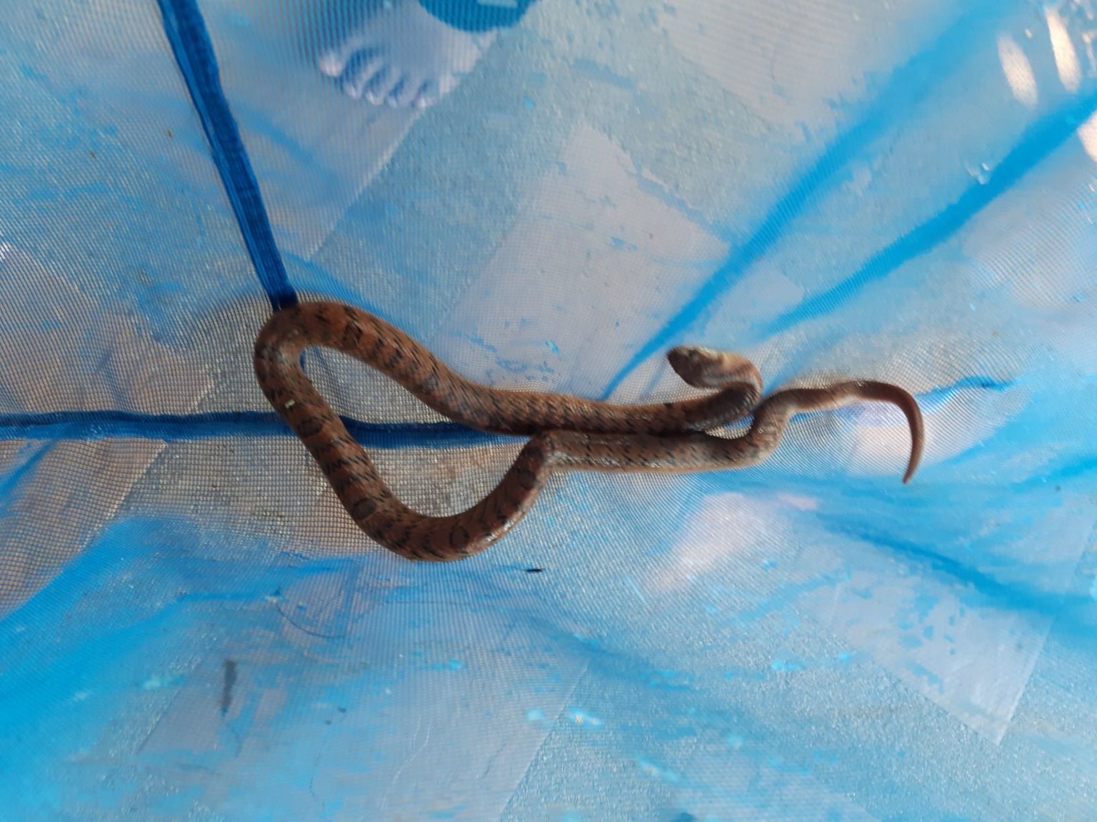Snake.thumb.jpg.2ada53cdfda885e54379cce547166afb.jpg