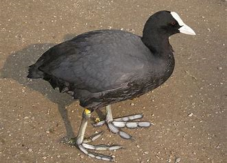 coot.png.a4dbf3cf5485dba685e45d311a216bb2.png