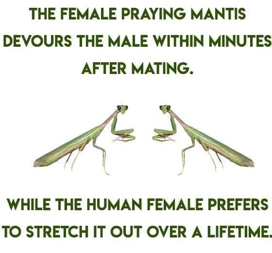 mantis.jpg.1b443d26574153c0ac1475da978d6571.jpg