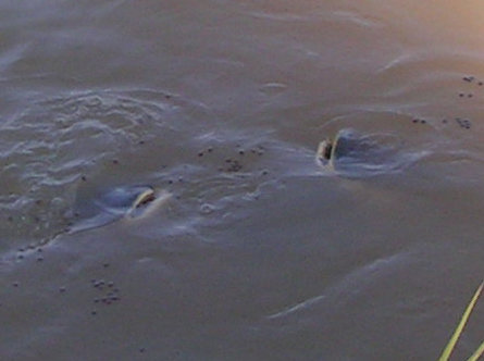 mekong-01.jpg.eacd0eb01147737ac0861a1805d6cac9.jpg