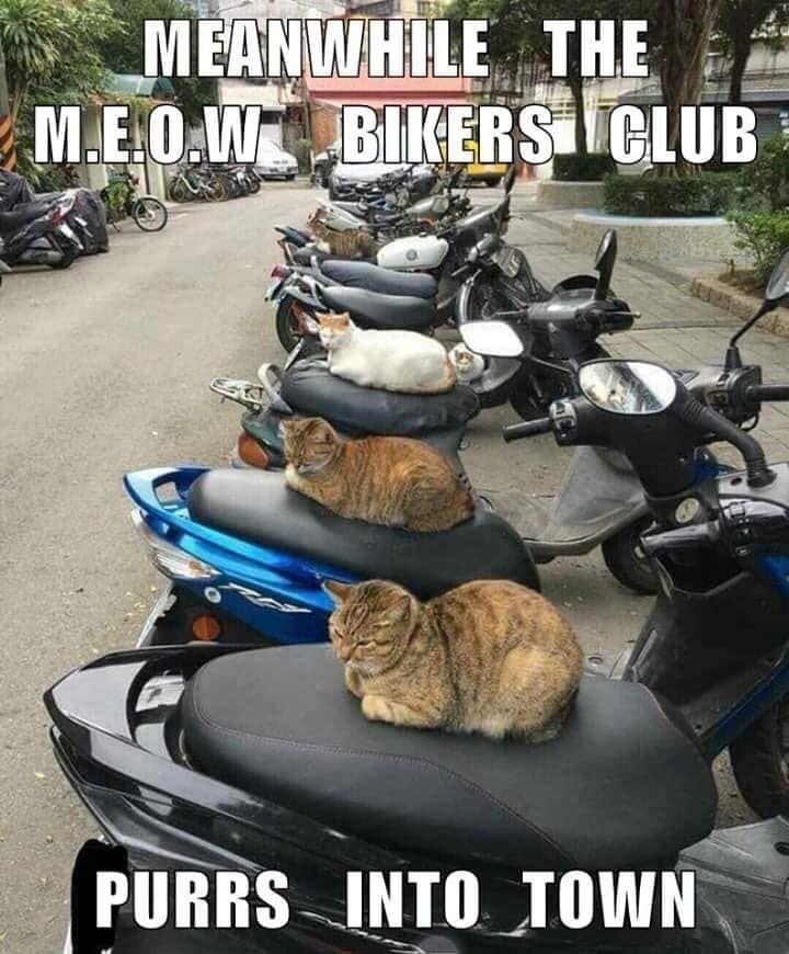 meow.jpg.b593231dc0920a92637d784b0c766d74.jpg