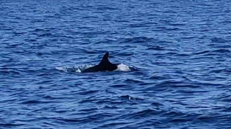 Killer Whale 2 cover.jpg