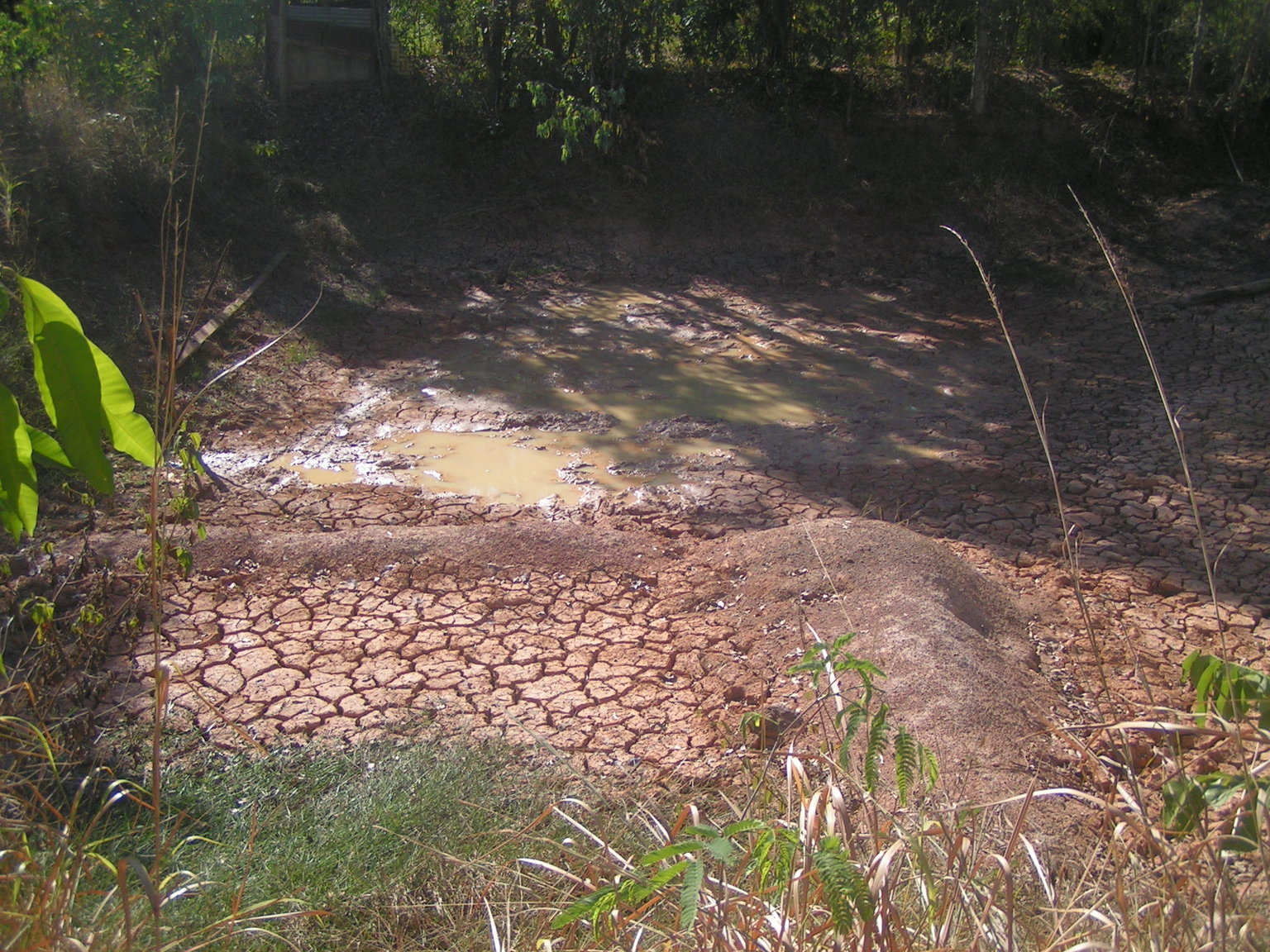 1304131365_drypond04.thumb.JPG.004da033d7a8383250d6312807372c14.JPG