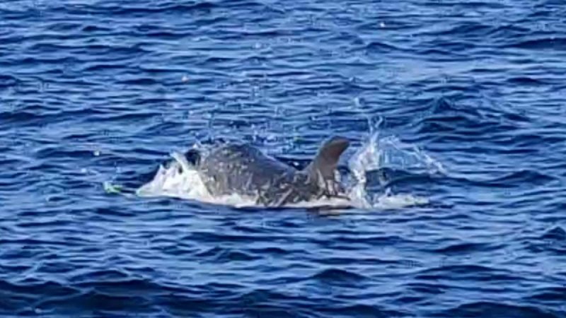 Killer Whale 4.jpg