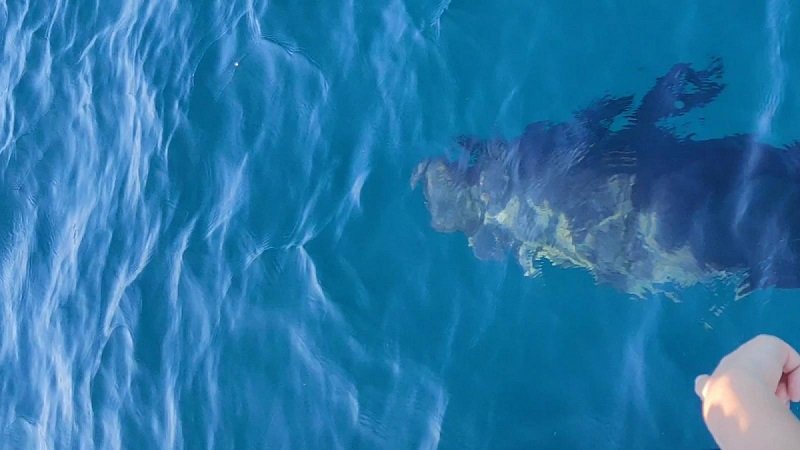 Killer Whale 1.jpg