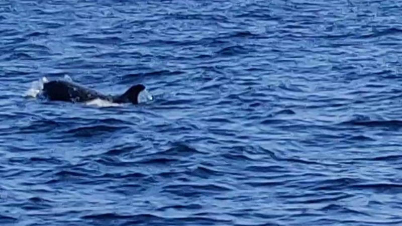 Killer Whale 3.jpg